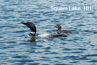 Loon and Chick - with "Squam Lake"